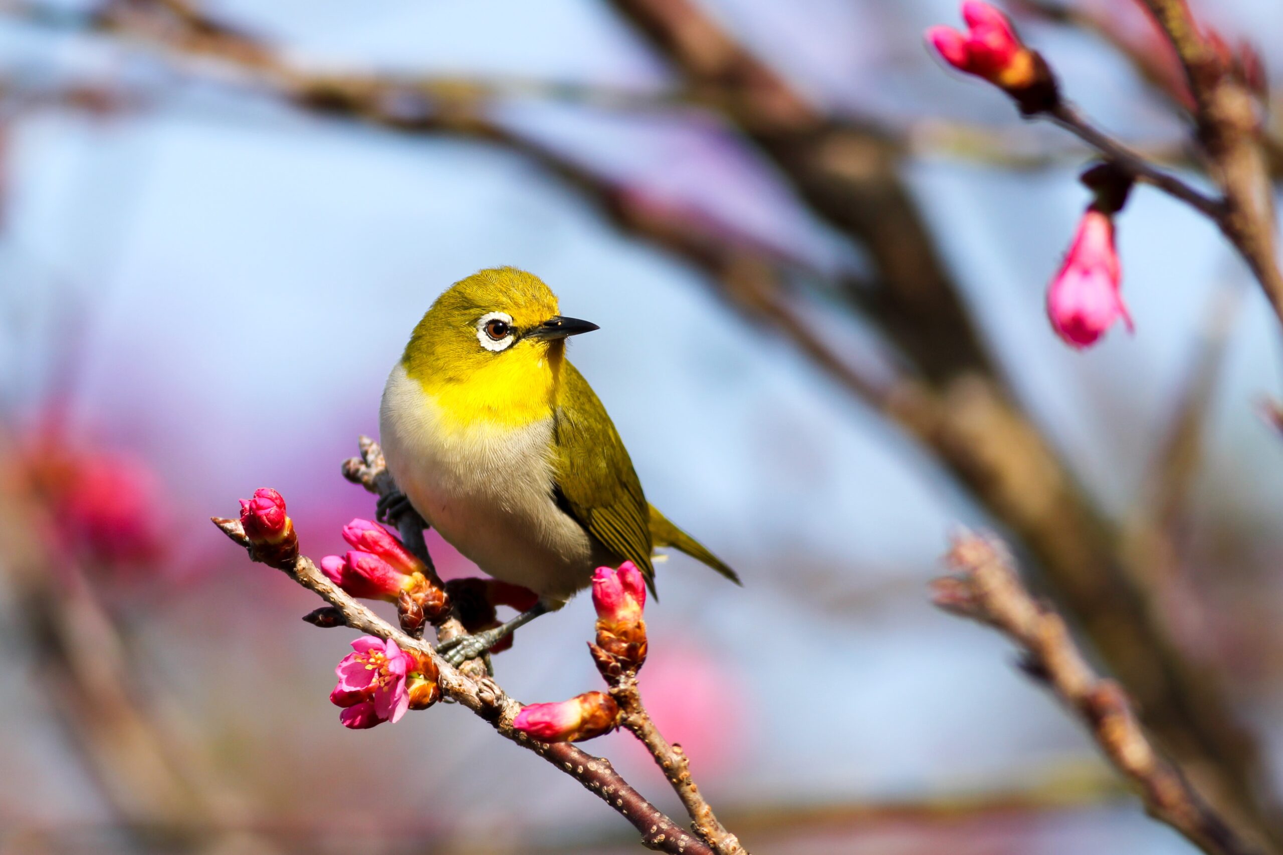 Yellow bird sitting on a spring cherry tree with pink blossoms