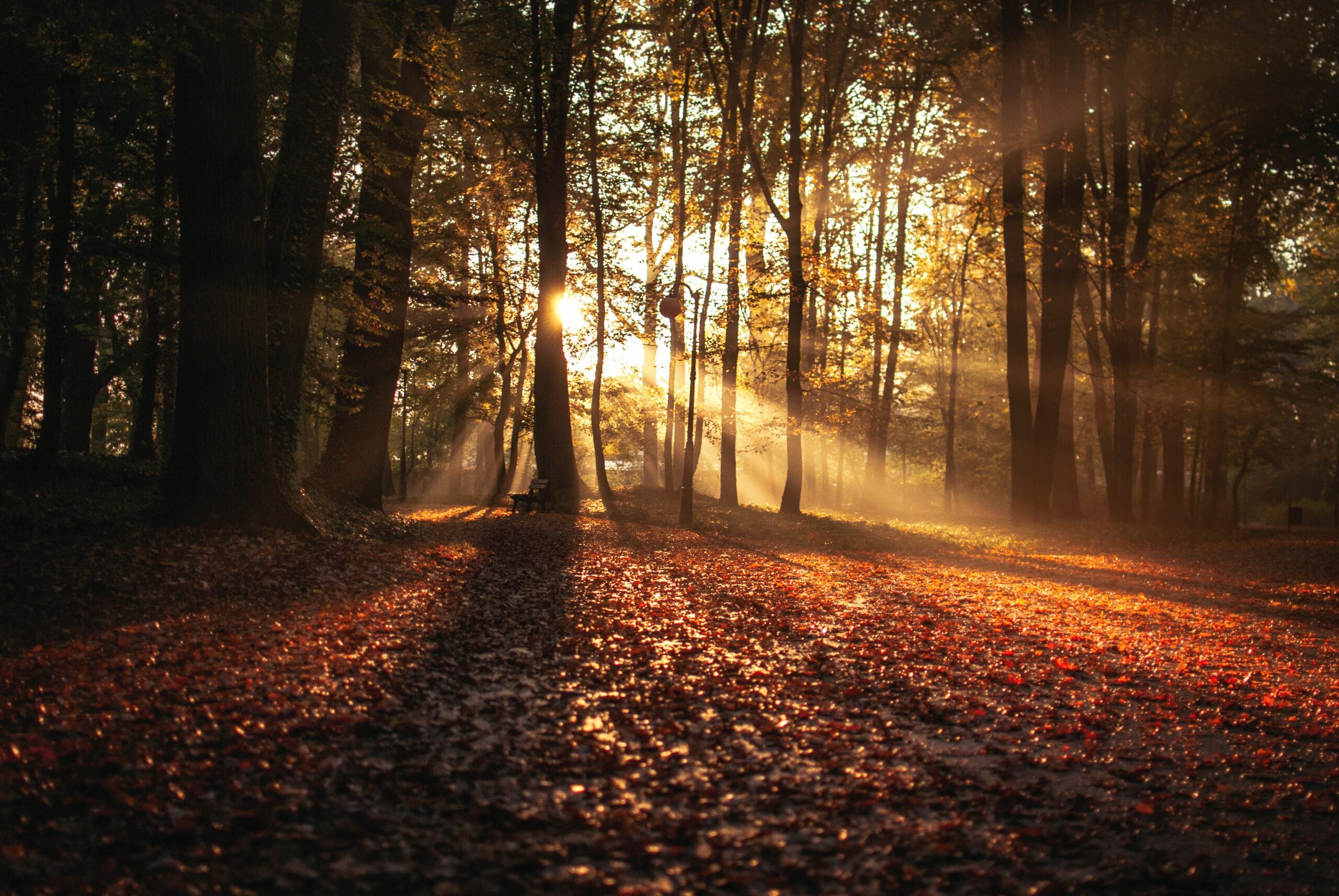 sunlight streaming through trees in a fall wood