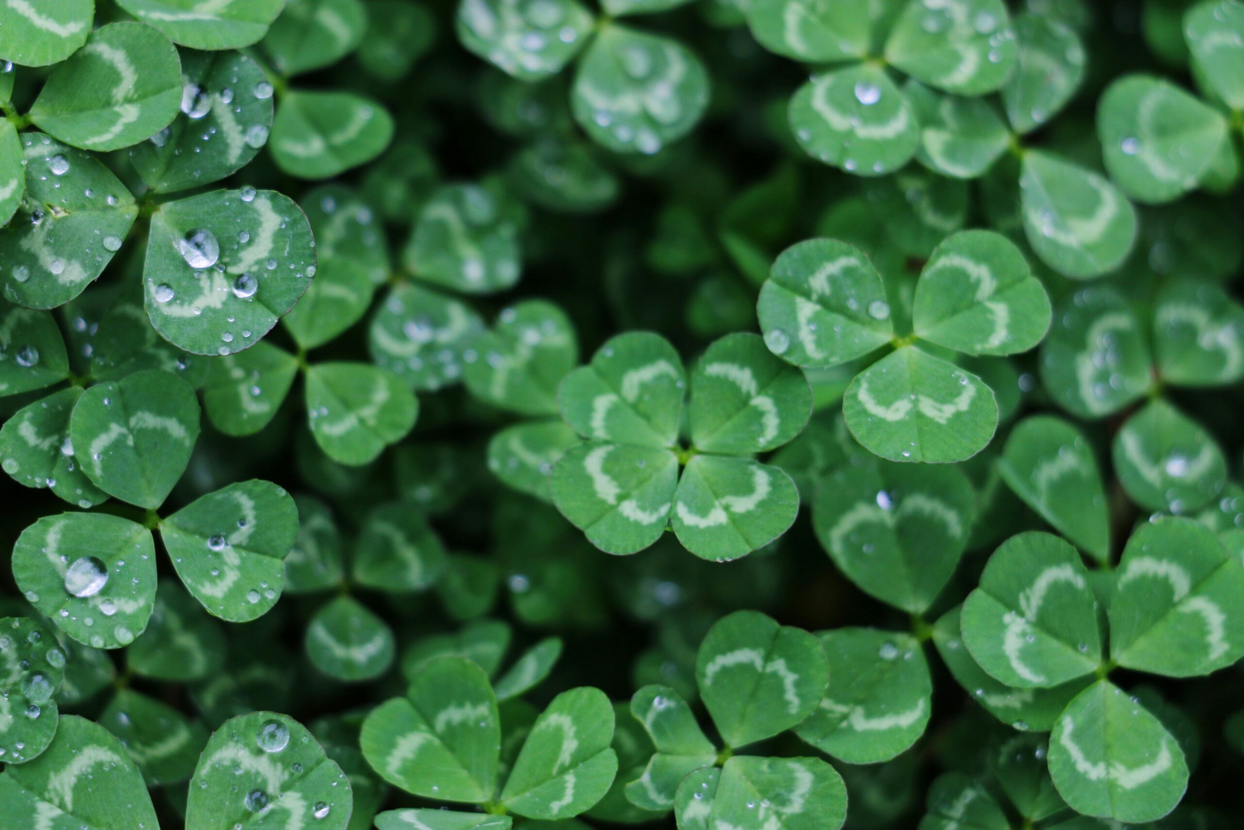 a vibrant green bed of shamrocks