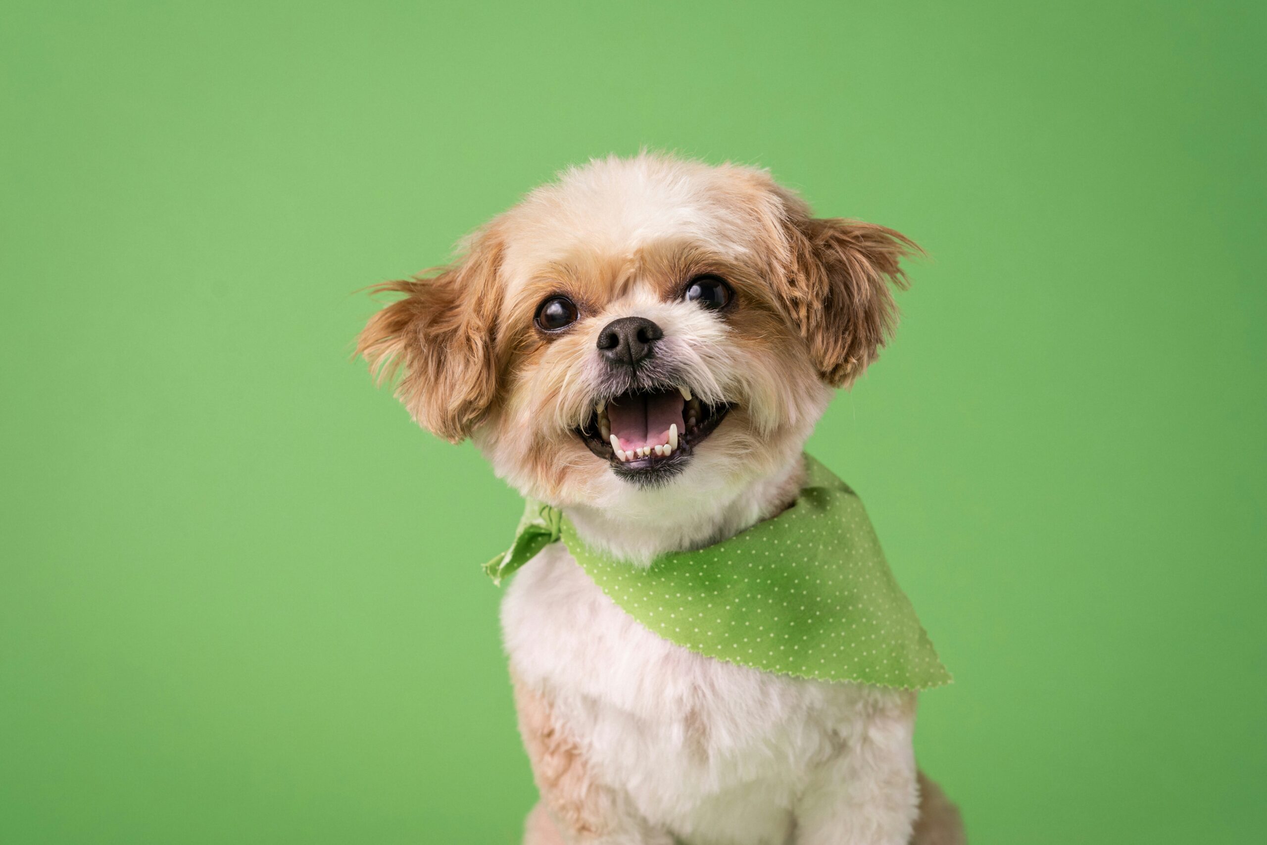 a cute pup on a  green background. The pup is wearing ga green bandanna for St. Patrick's Day.