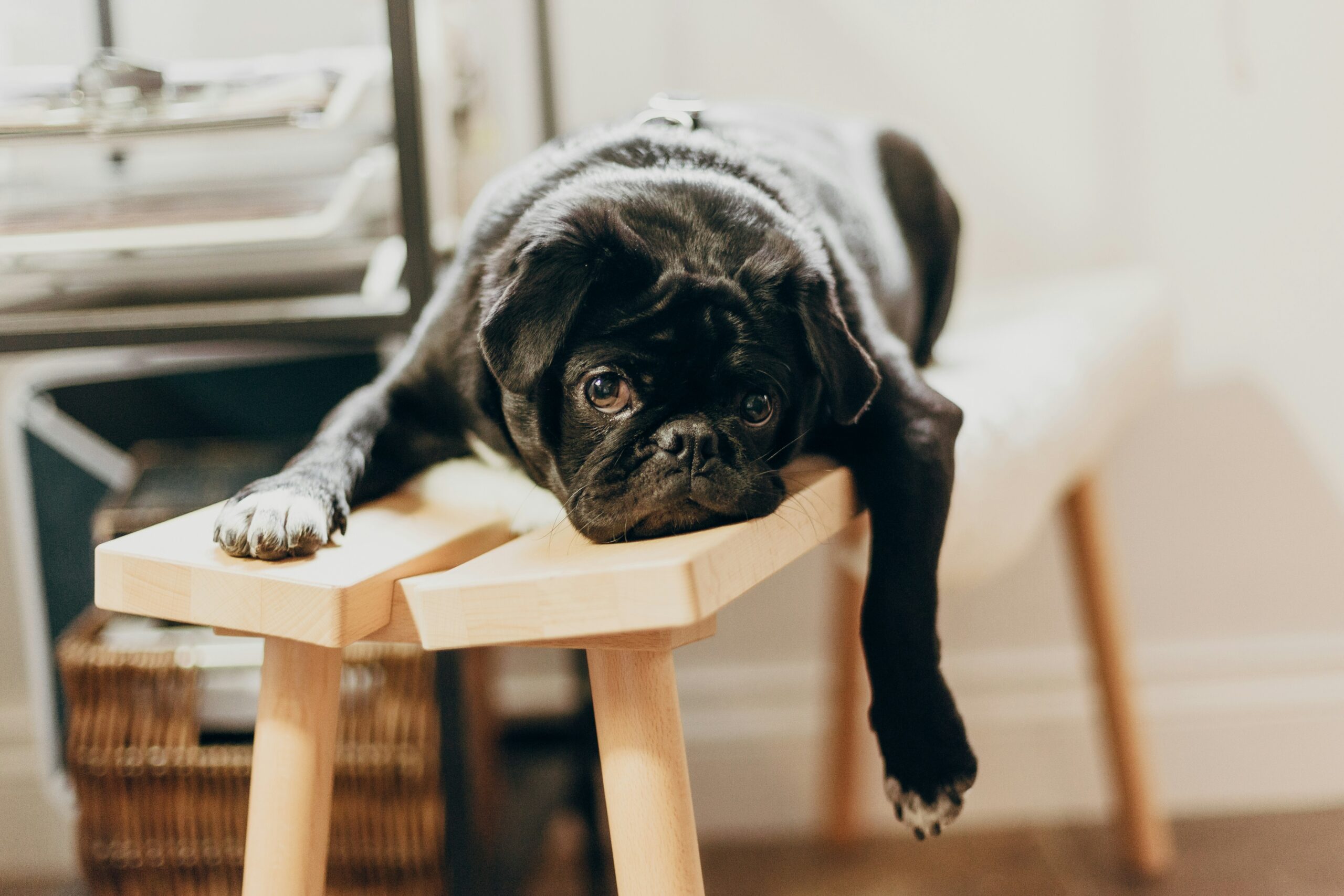 A cute, tired-looking pug lays on a stool, illustrating donor fatigue