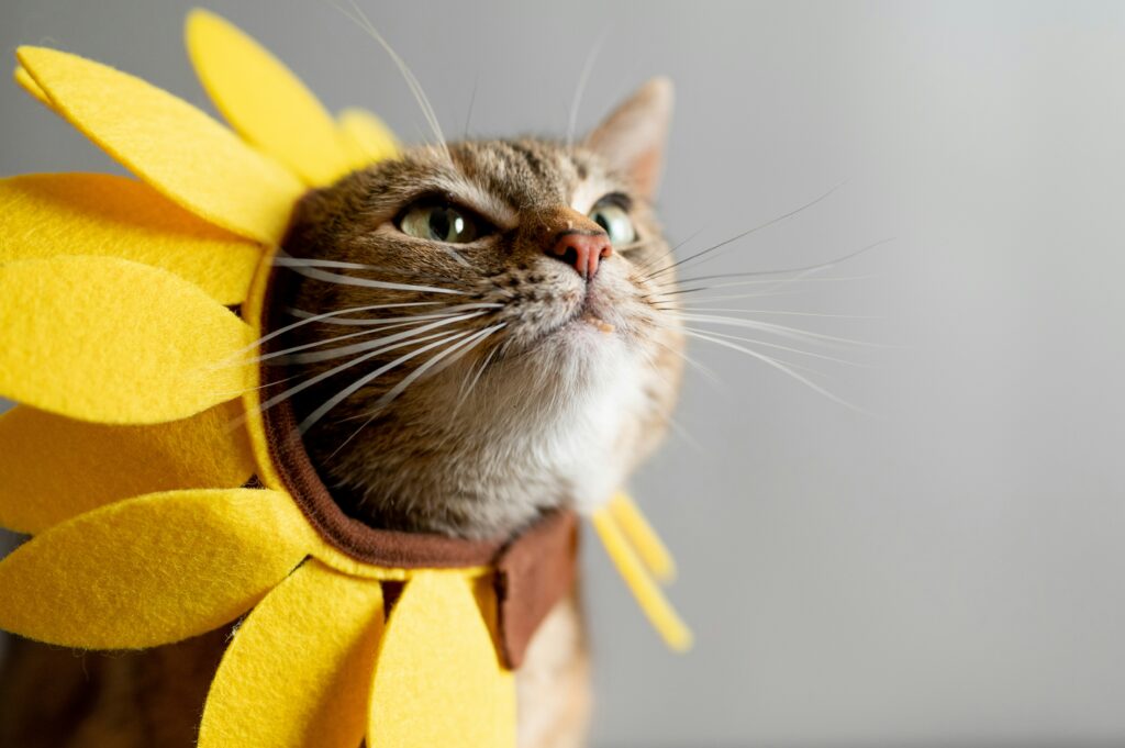 a cute kitty wearing a silly sunflower hat