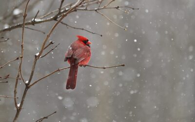 7 Winter Peer-To-Peer Fundraising Campaign Ideas