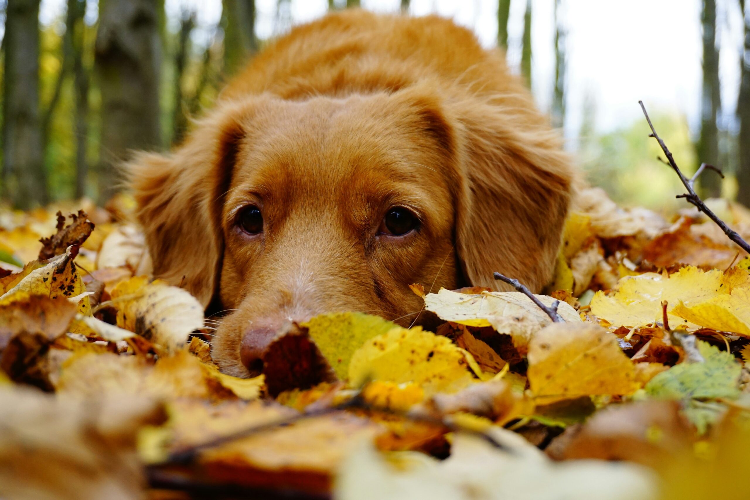 Golden retriever puppy lying in colorful autumn leaves during fall season, perfect for fall equinox fundraising events