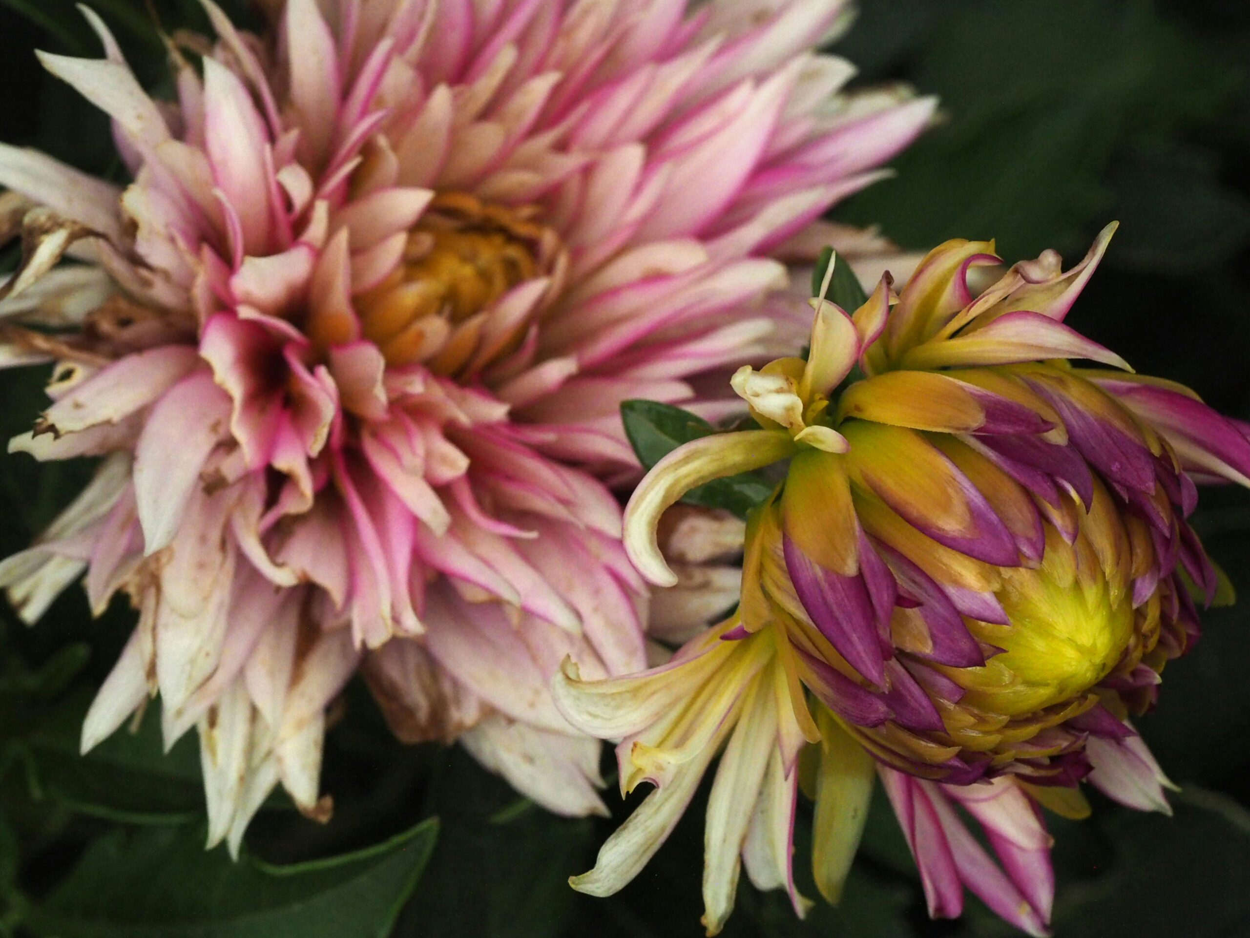 beautiful dusky pink chrysanthemums for easter