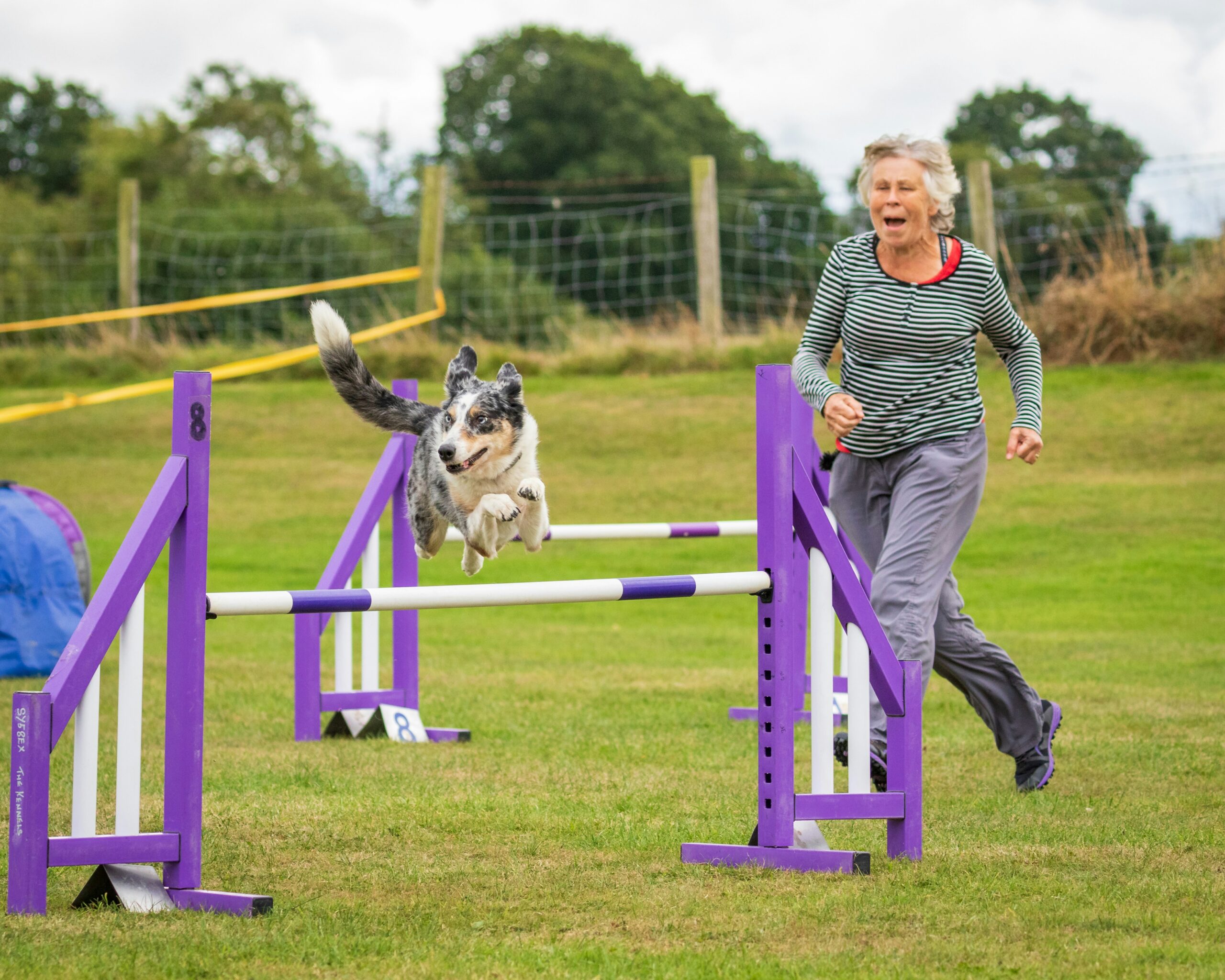 Dog jumping over an agility hurdle during a summer fundraising event with its handler running beside it