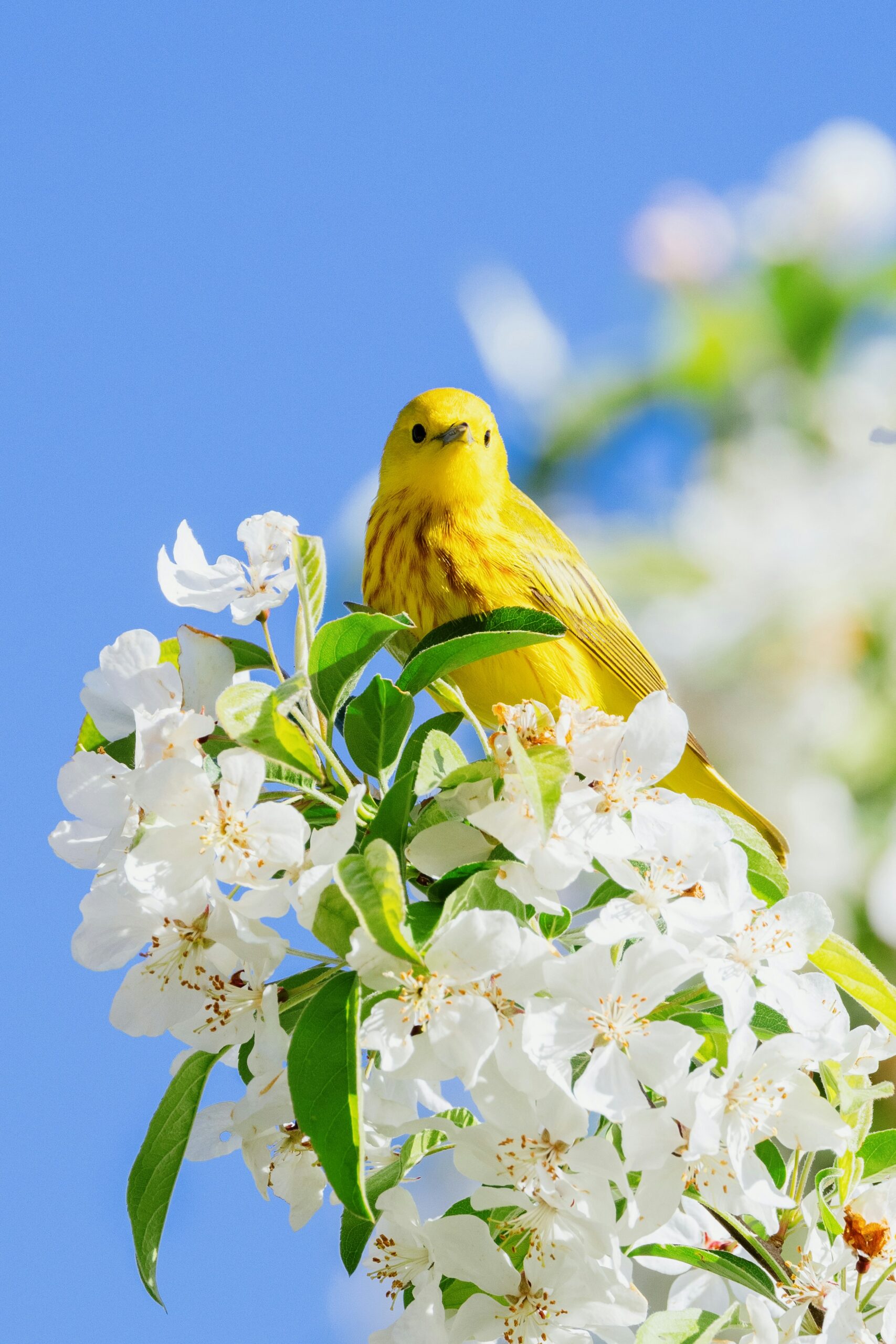 A bright yellow warbler perched among white apple or cherry blossoms against a clear blue sky, symbolizing spring and early opportunities.