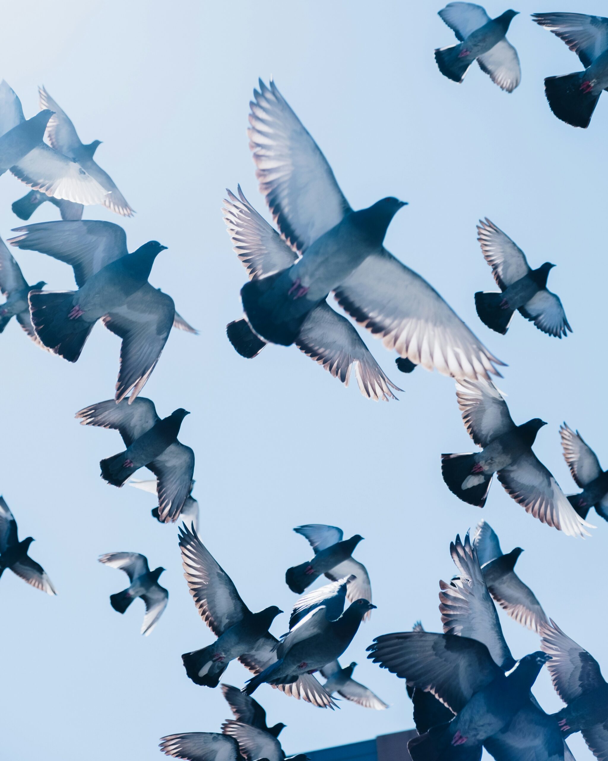 A flock of pigeons in flight against a pale blue sky, showcasing social proof and group movement as they fly together in formation.