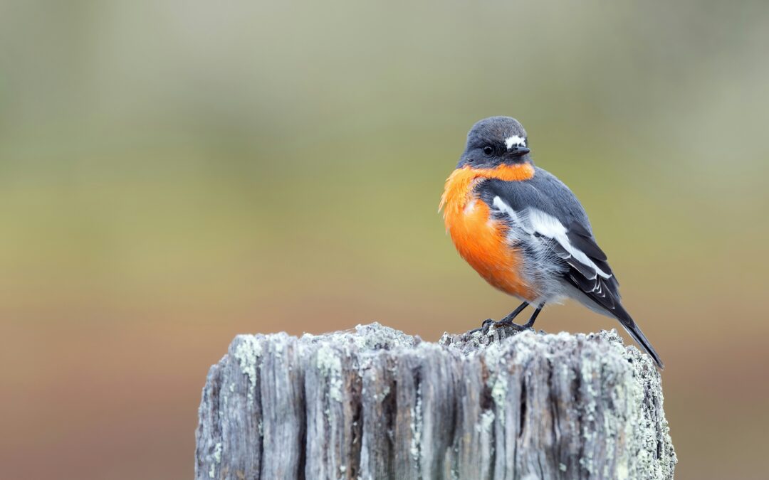 5 Winter Peer-To-Peer Fundraising Campaign Ideas