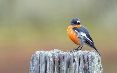 5 Winter Peer-To-Peer Fundraising Campaign Ideas