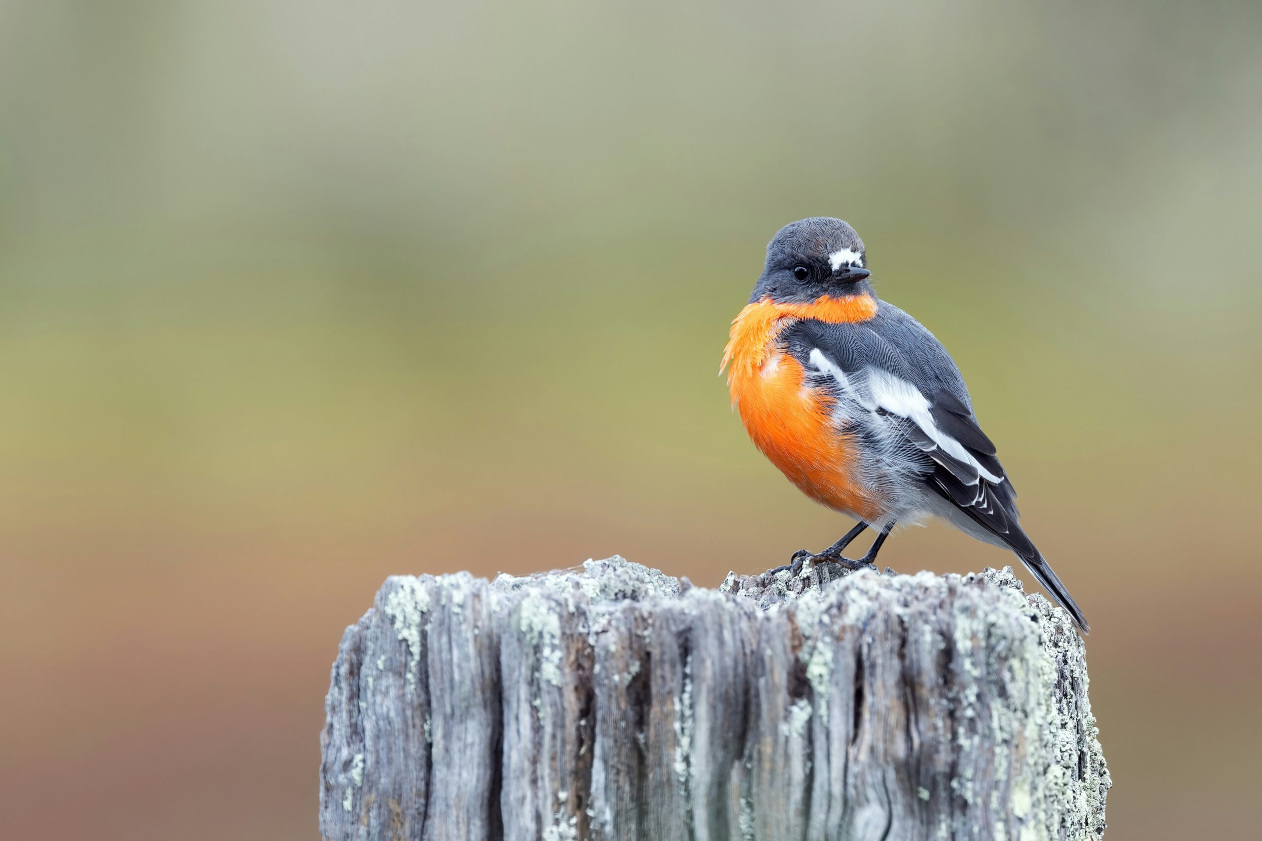 Flame robin perched on a weathered wooden post, symbolising winter in Australia for peer-to-peer fundraising inspiration.